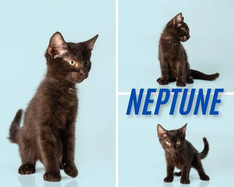 Neptune thumbnail 2