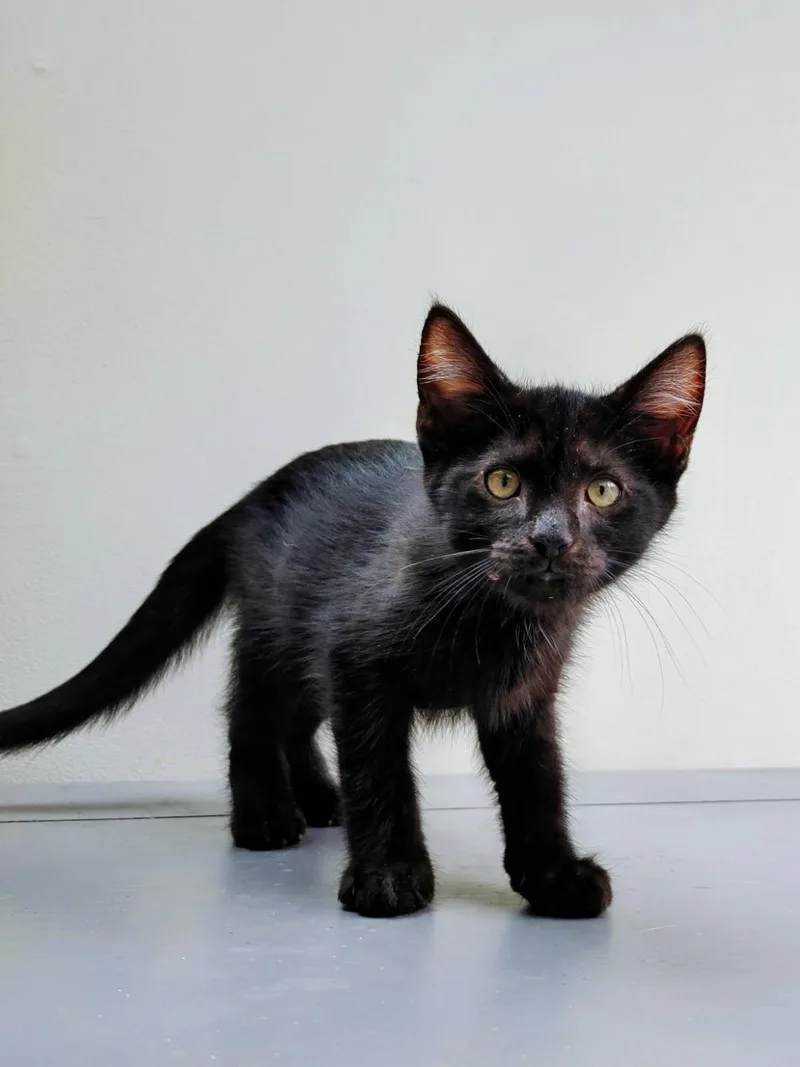 A young small-sized male orange Domestic Short Hair cat named Neptune for adoption