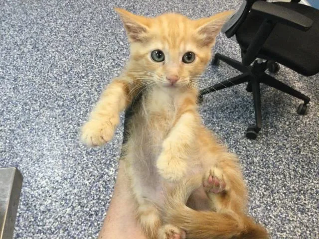 A baby small-sized female Domestic Medium Hair cat named Wonton for adoption in Thousand Palms, CA