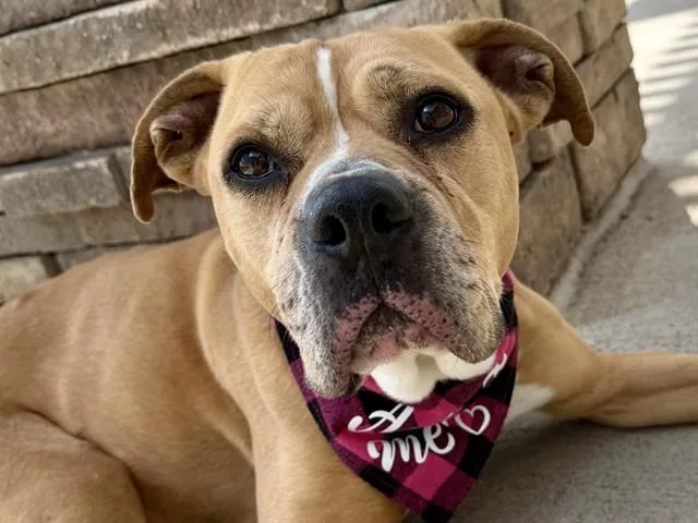 Lucille