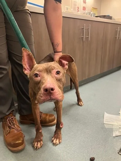 A young medium-sized female Pit Bull Terrier dog named Peaches for adoption in Baytown, TX