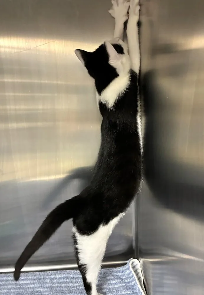 A baby medium-sized male Domestic Short Hair cat named Jupiter for adoption in Elmsford, NY