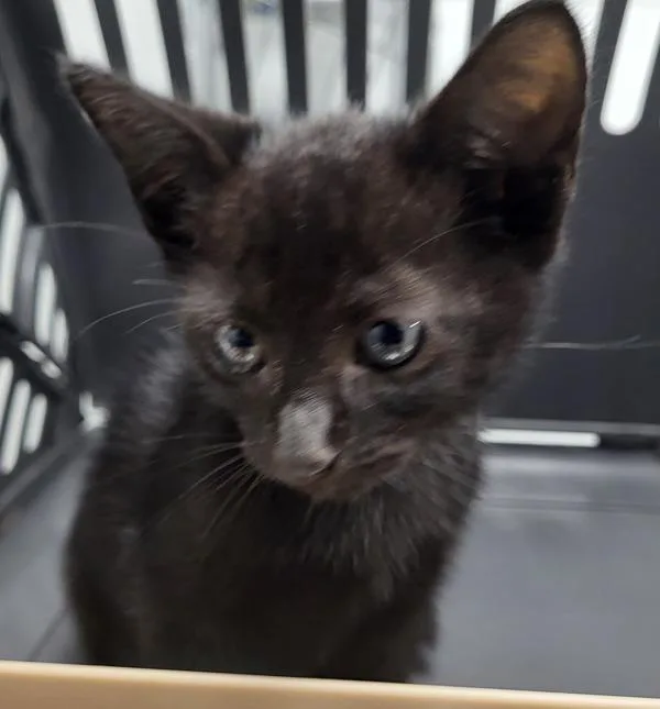 A baby small-sized male Domestic Short Hair cat named If  Atreus for adoption in Lawrenceville, GA