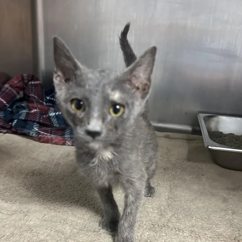 Chickadee thumbnail 2