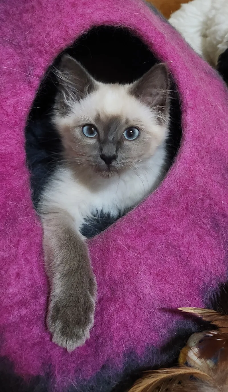 A baby small-sized female Lilac Point Siamese cat named Birdie for adoption in Morganton, NC