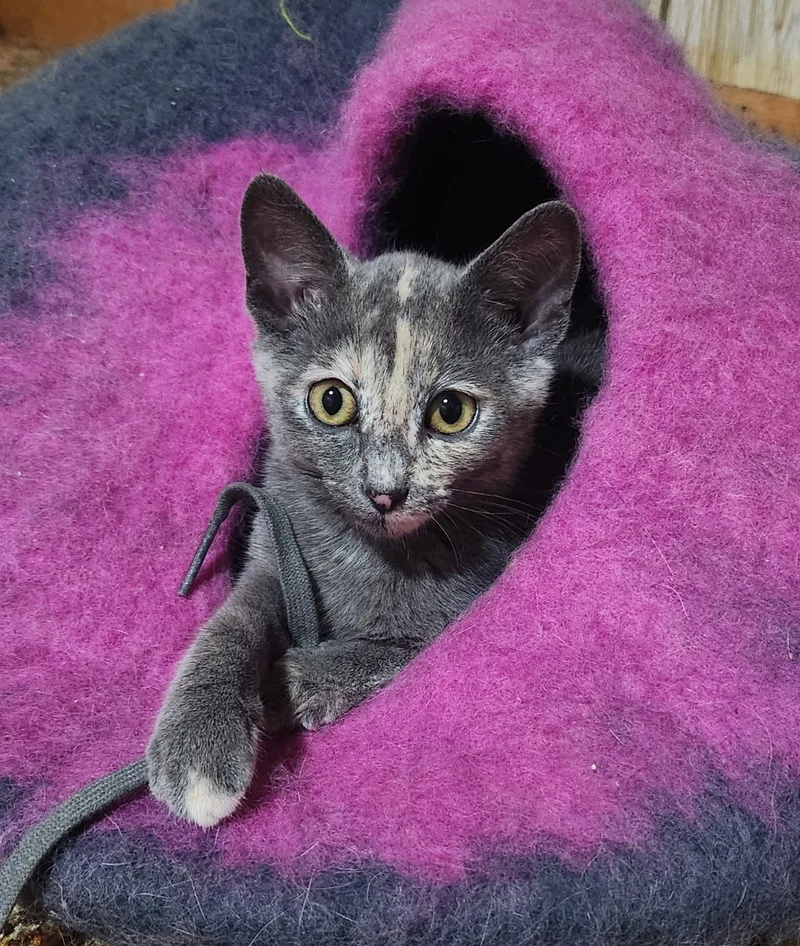 A baby small-sized female Dilute Tortoiseshell cat named Indy for adoption
