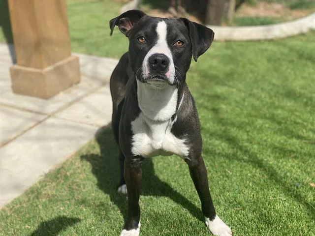 An adult medium-sized male Pit Bull Terrier dog named Loki for adoption in Lancaster, CA