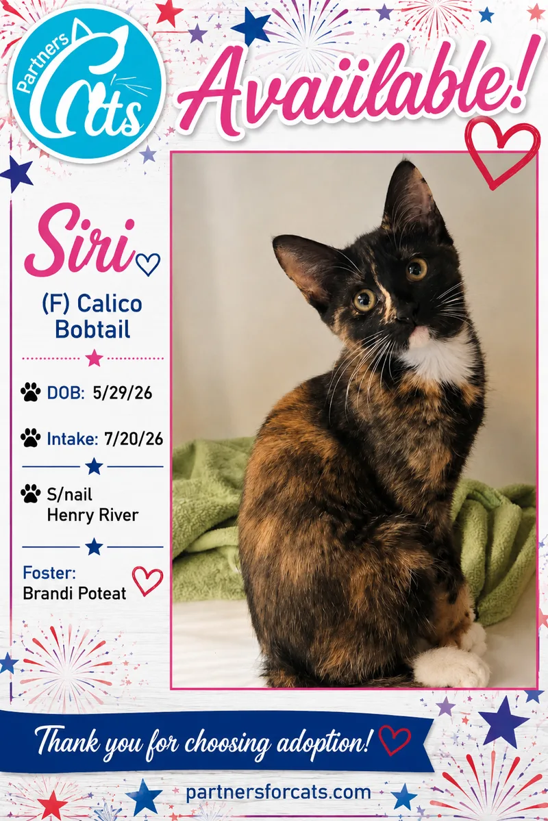 A baby small-sized female Bobtail Domestic Short Hair cat named Siri for adoption