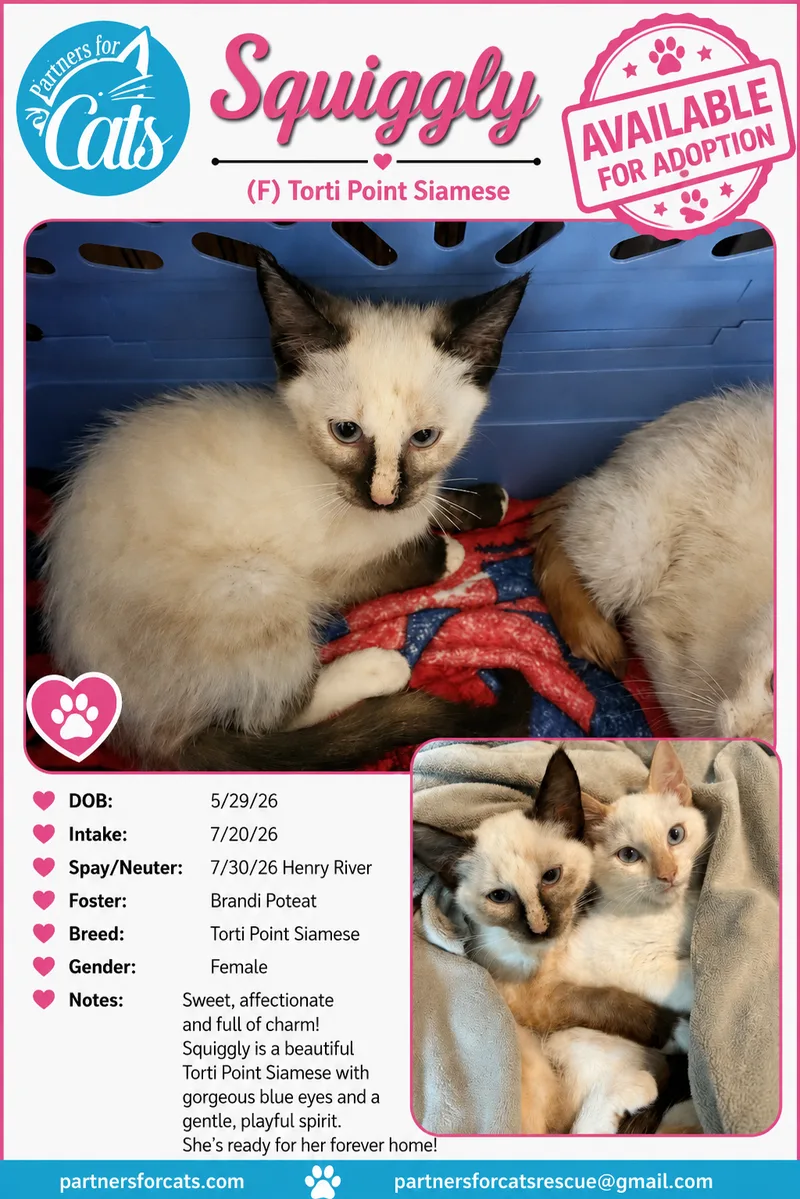 A baby small-sized female Torti Point Siamese cat named Squiggy for adoption