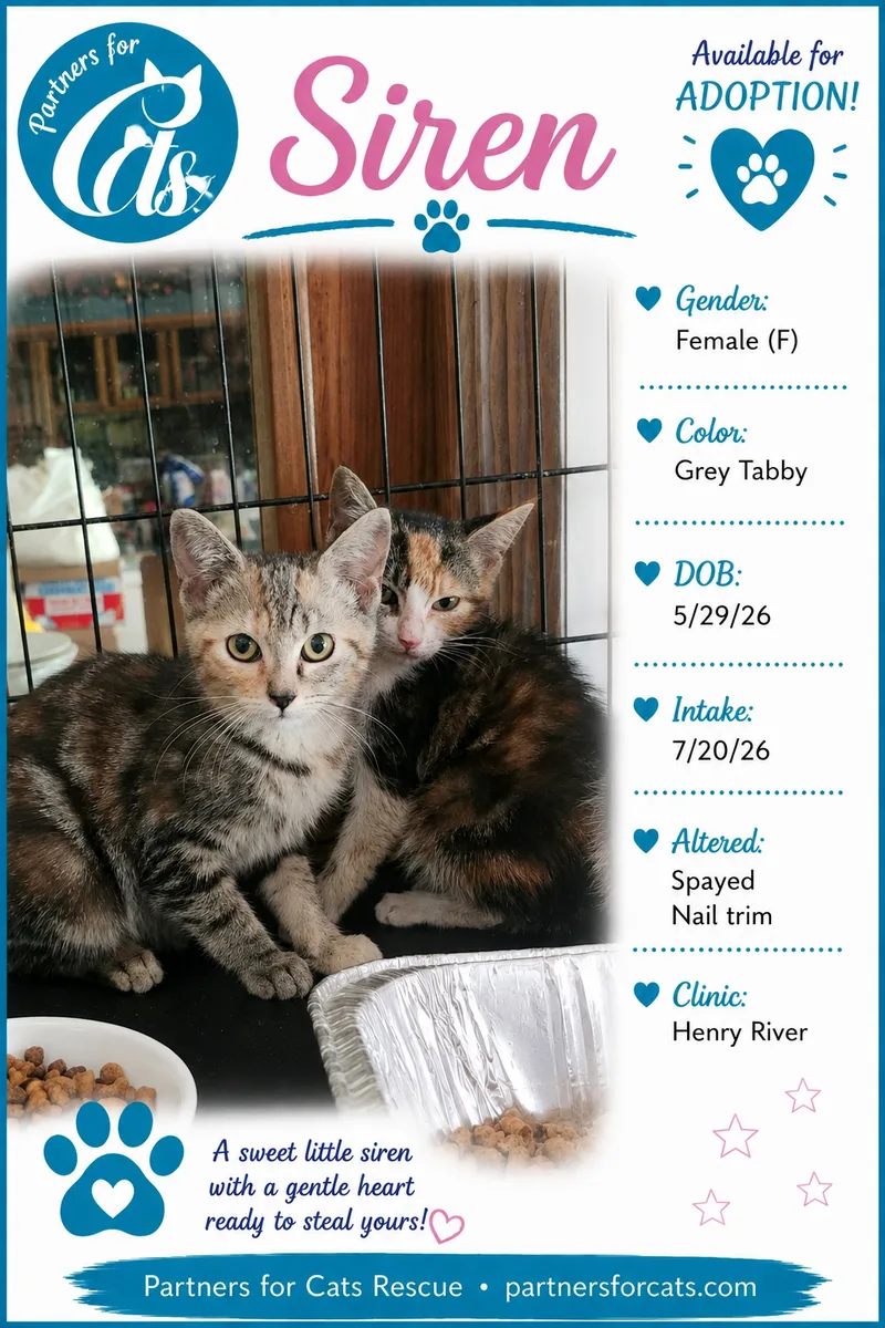 A baby small-sized female Grey Domestic Short Hair cat named Siren for adoption in Morganton, NC