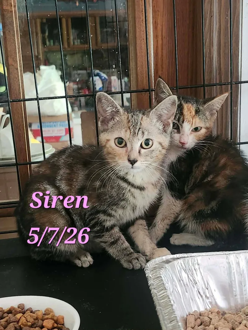 Siren thumbnail 2