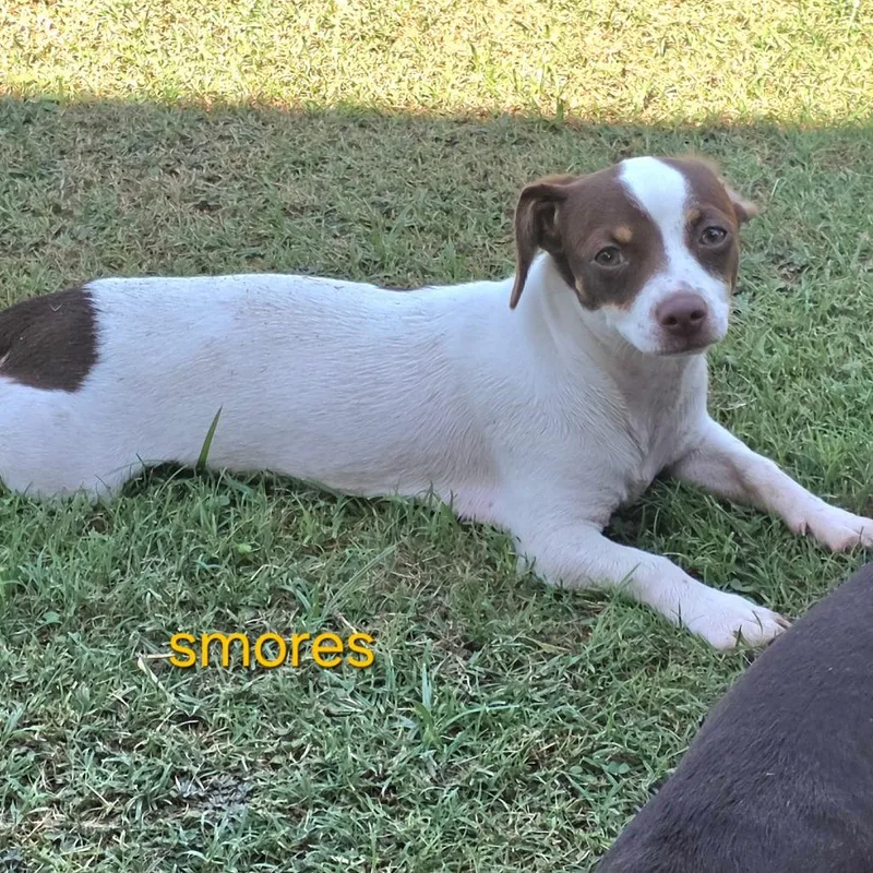 A young small-sized female White / Cream Dachshund dog named Smores for adoption in Floresville, TX