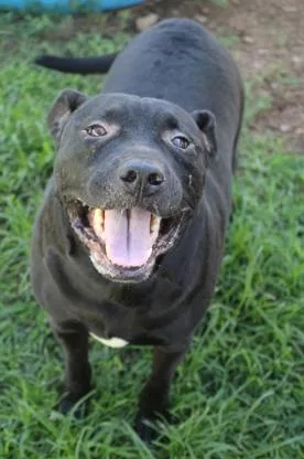 A senior large-sized male Pit Bull Terrier dog named Teletubby for adoption in Martinsville, VA