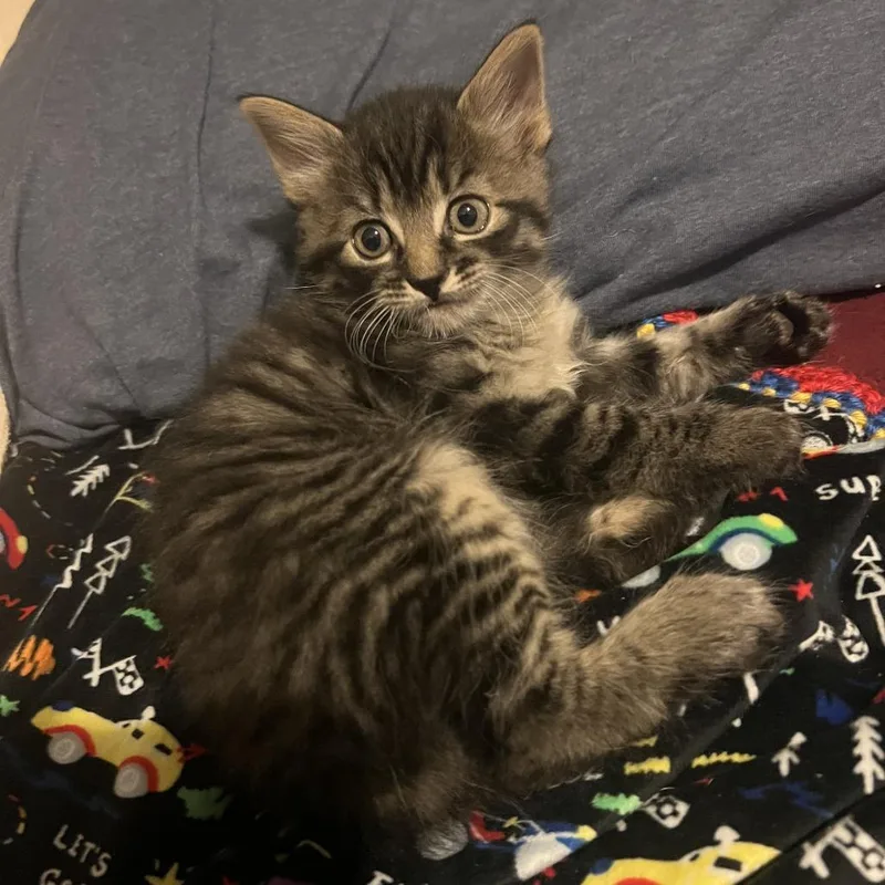 A baby small-sized male Black Domestic Short Hair cat named Abbot for adoption in Asheville, NC