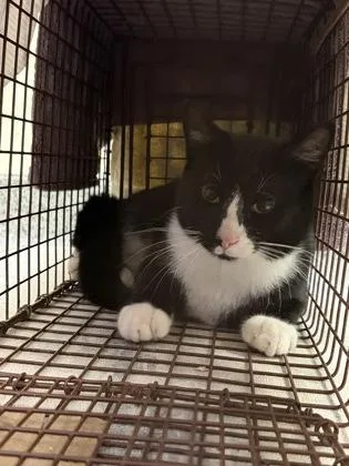 An adult medium-sized male Domestic Short Hair cat named Fridge for adoption in Lowell, MA