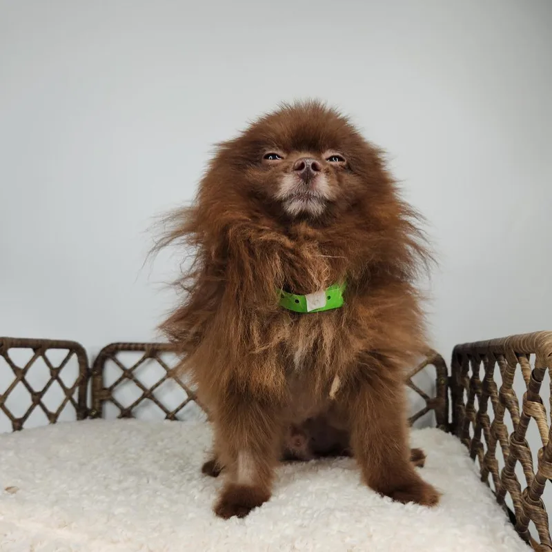 An adult small-sized male Red / Chestnut / Orange Pomeranian dog named Boo Boo for adoption in Fort Wayne, IN