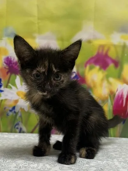 A baby small-sized female Domestic Short Hair cat named Lyla for adoption in San Antonio, TX