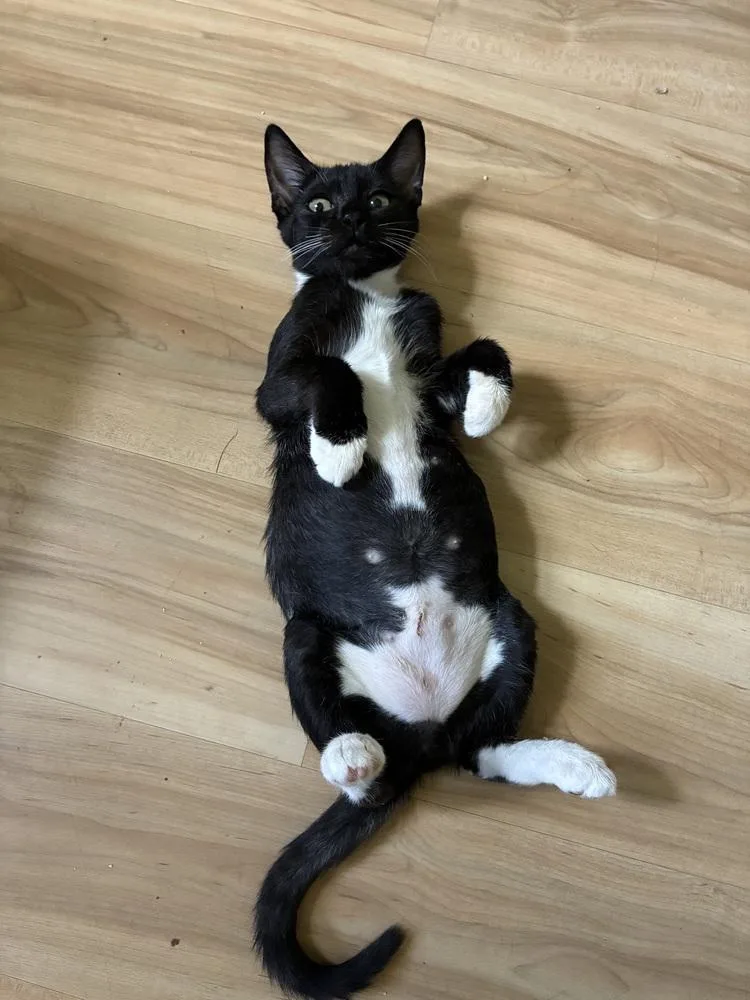 A baby small-sized female Black & White / Tuxedo Domestic Short Hair cat named Olive for adoption in Hudson, NH