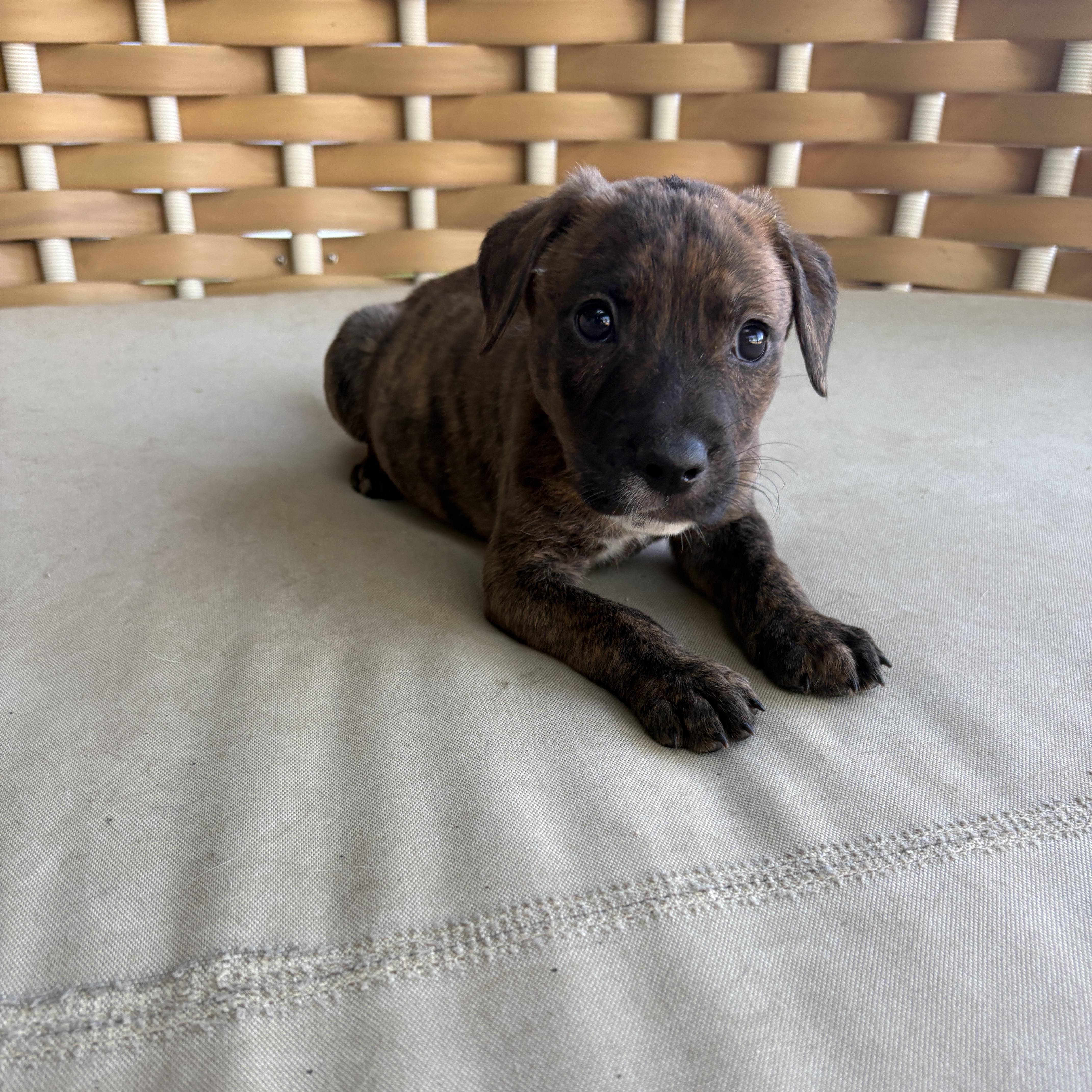 A baby medium-sized male Mixed Breed dog named Finley for adoption in Charlotte, NC