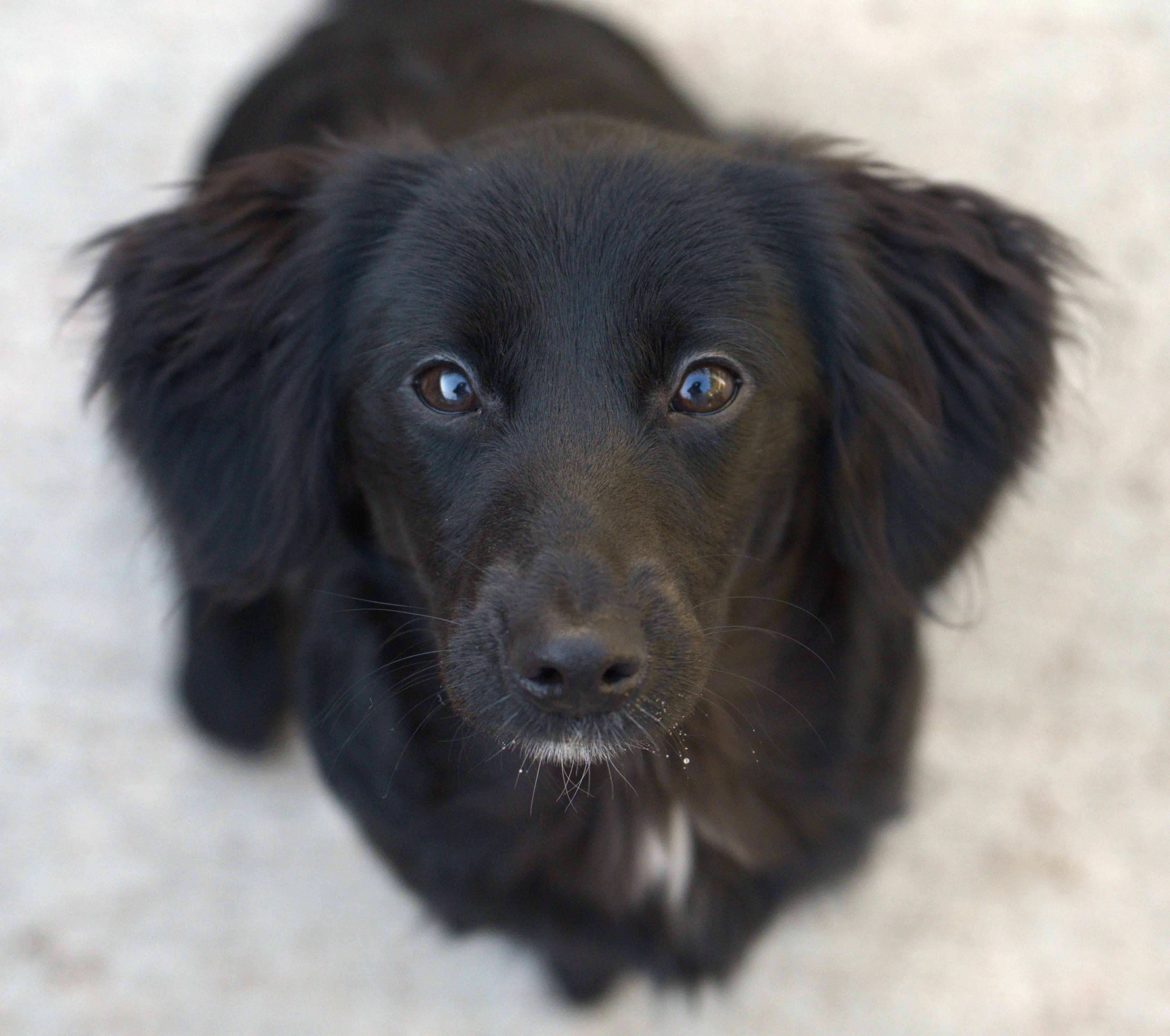 A baby small-sized female Black Aussiedoodle dog named Ellie for adoption in Hoquiam, WA