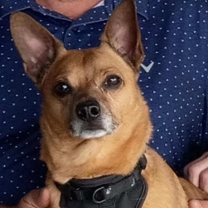 An adult small-sized male Yellow / Tan / Blond / Fawn Chihuahua dog named Riley for adoption in Normal, IL