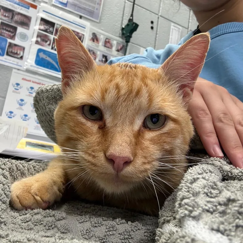 An adult large-sized male Orange / Red Domestic Short Hair cat named JackOLantern for adoption in West Olive, MI