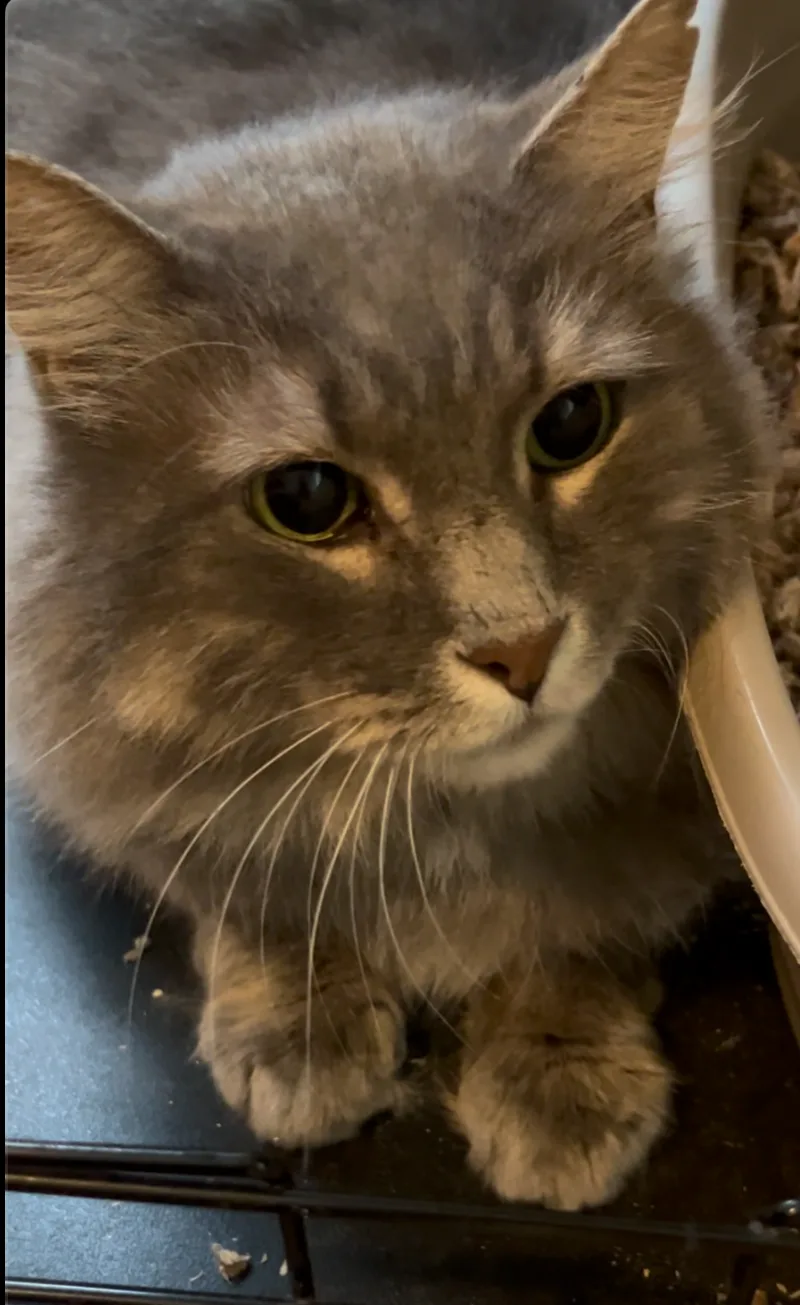 An adult medium-sized male Grey Domestic Medium Hair cat named Greyson for adoption