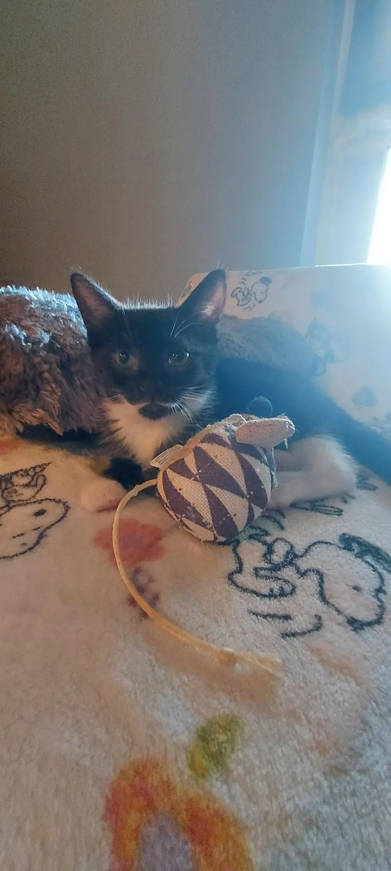 A baby medium-sized female Domestic Short Hair cat named Bumble for adoption in Succasunna, NJ