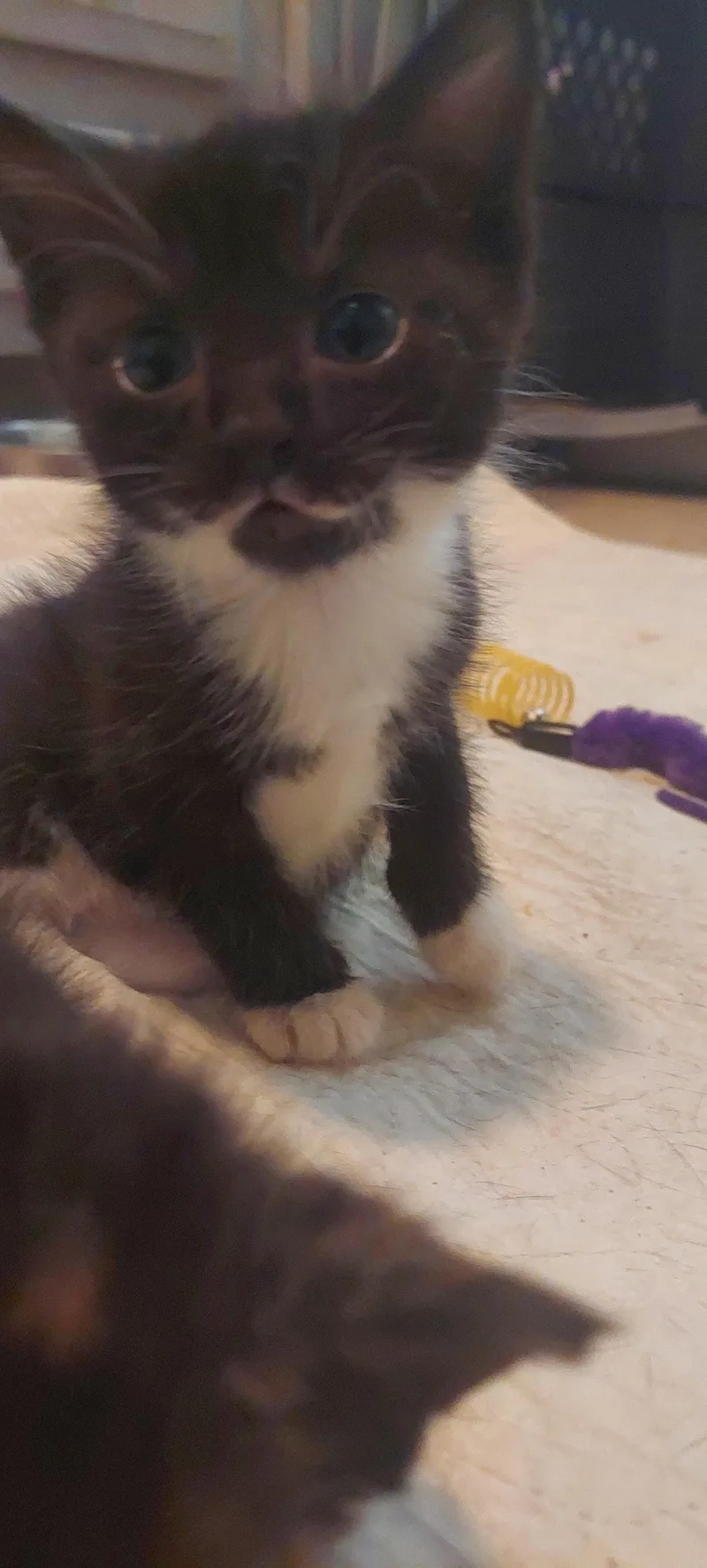 Bumble thumbnail 3