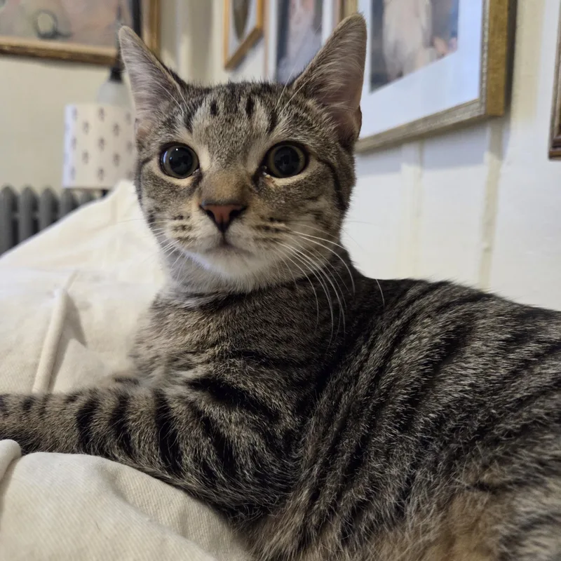 Cordelia thumbnail 3