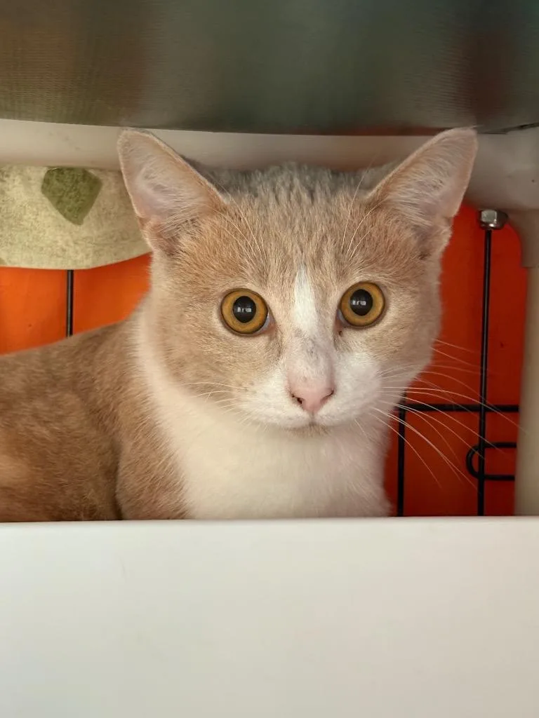 Smitherino thumbnail 2