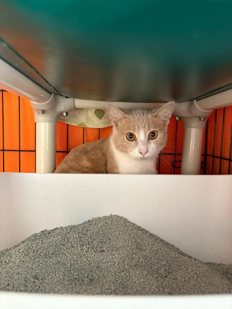 Smitherino thumbnail 3