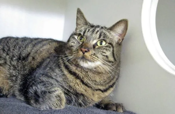 A senior medium-sized female Domestic Short Hair cat named Annie for adoption in San Diego, CA