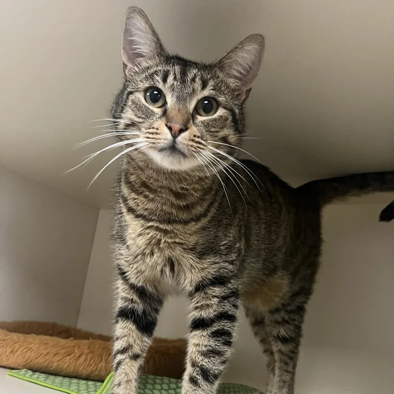 An adult medium-sized male Brown / Chocolate Domestic Short Hair cat named Mugsy for adoption in La Grange, KY
