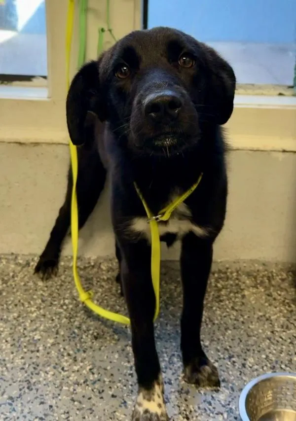 A young small-sized male Mixed Breed dog named Brody for adoption in Mobile, AL