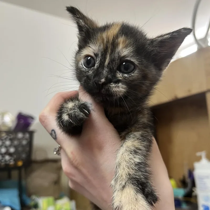 Tagalong thumbnail 2