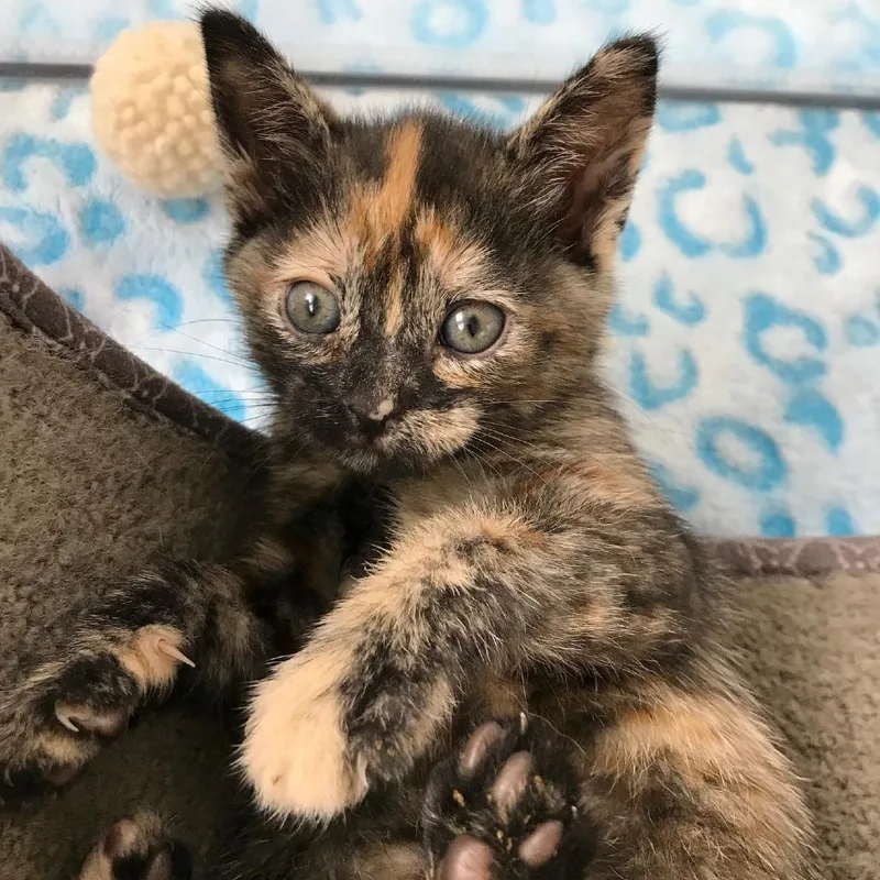 Tagalong thumbnail 3