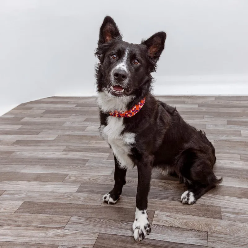 A young medium-sized male Border Collie dog named Dr. Squatch for adoption in Los Angeles, CA