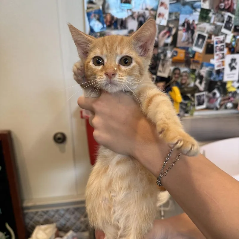 A baby small-sized male Orange / Red Domestic Short Hair cat named Avalanche for adoption in Louisville, KY