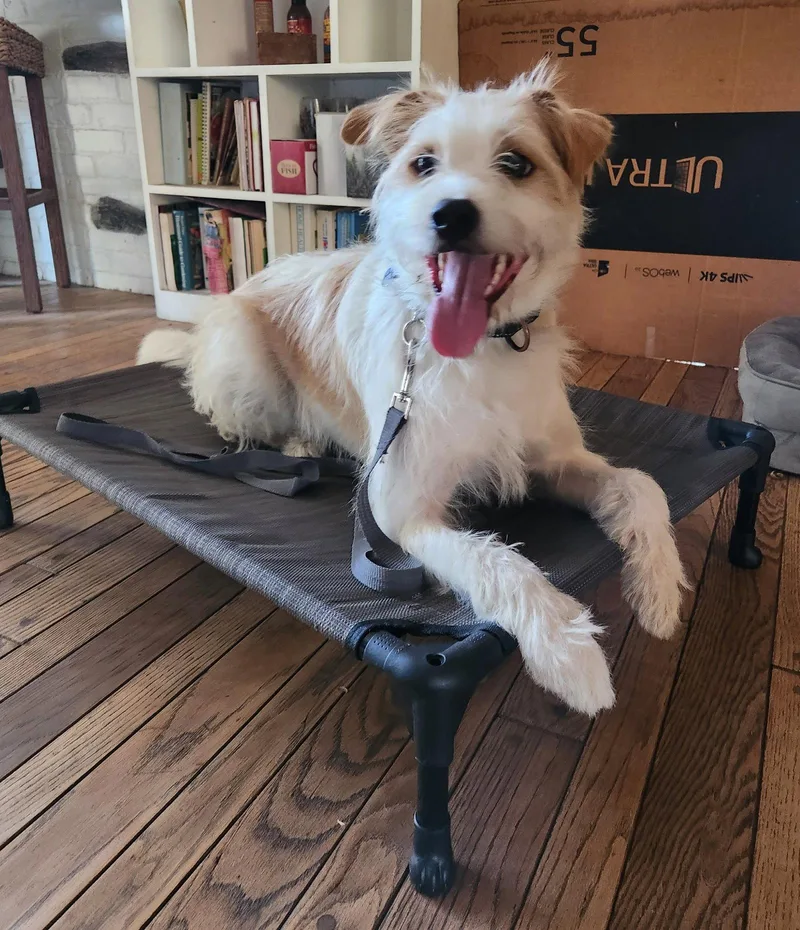 A young medium-sized male Border Terrier dog named Ringo for adoption in Orange, CA