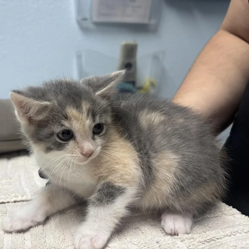 A baby small-sized female Calico Domestic Medium Hair cat named Chestnut for adoption in Riverside, CA