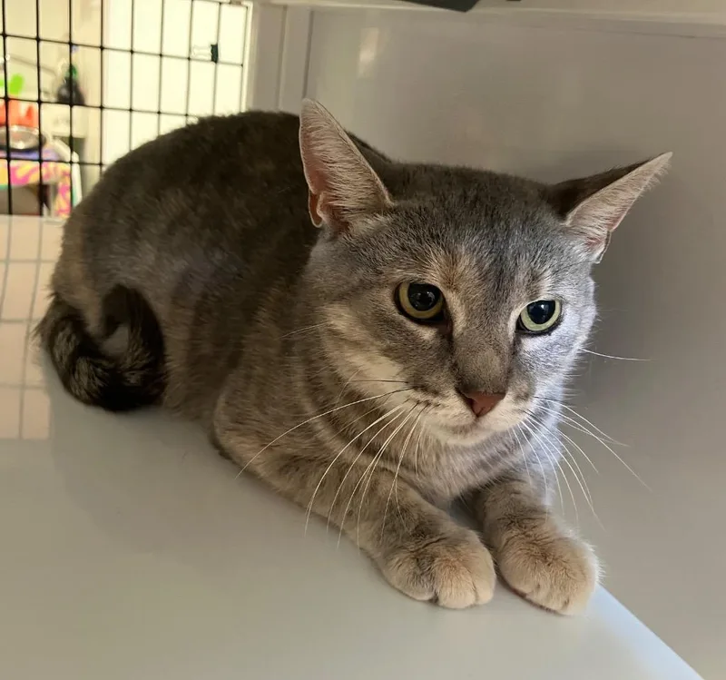 A young medium-sized female Domestic Short Hair cat named Ferrari for adoption in Ewing, NJ