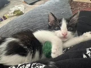A baby small-sized female Domestic Short Hair cat named Nacho Cheese for adoption in Gainesville, FL