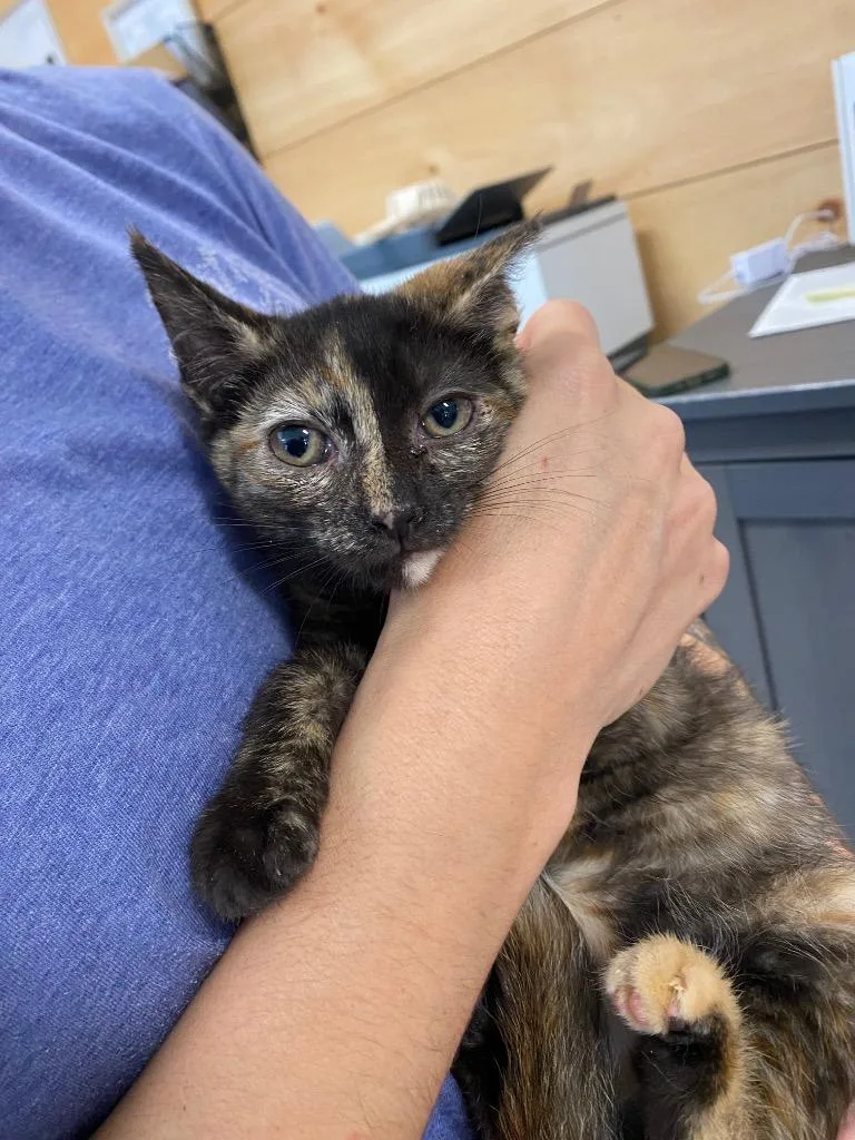 A baby medium-sized female Domestic Short Hair cat named Tahira for adoption in Cumming, GA