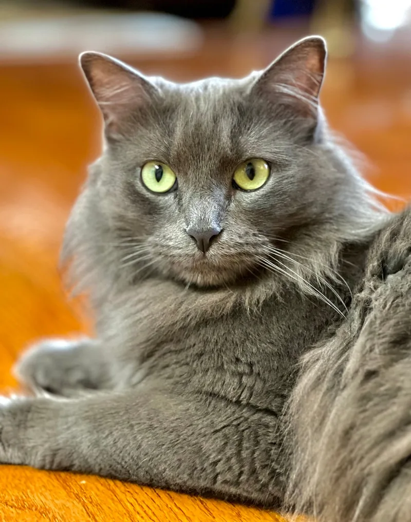 An adult medium-sized female Grey Domestic Long Hair cat named Dolly for adoption in Mount Pleasant, TX
