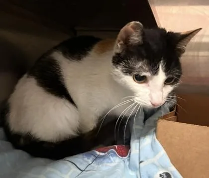 An adult small-sized female Domestic Short Hair cat named Dutchess for adoption in West Chester, PA