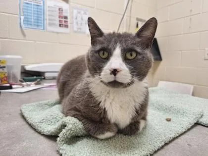 An adult small-sized male Domestic Short Hair cat named Tired for adoption in Westland, MI