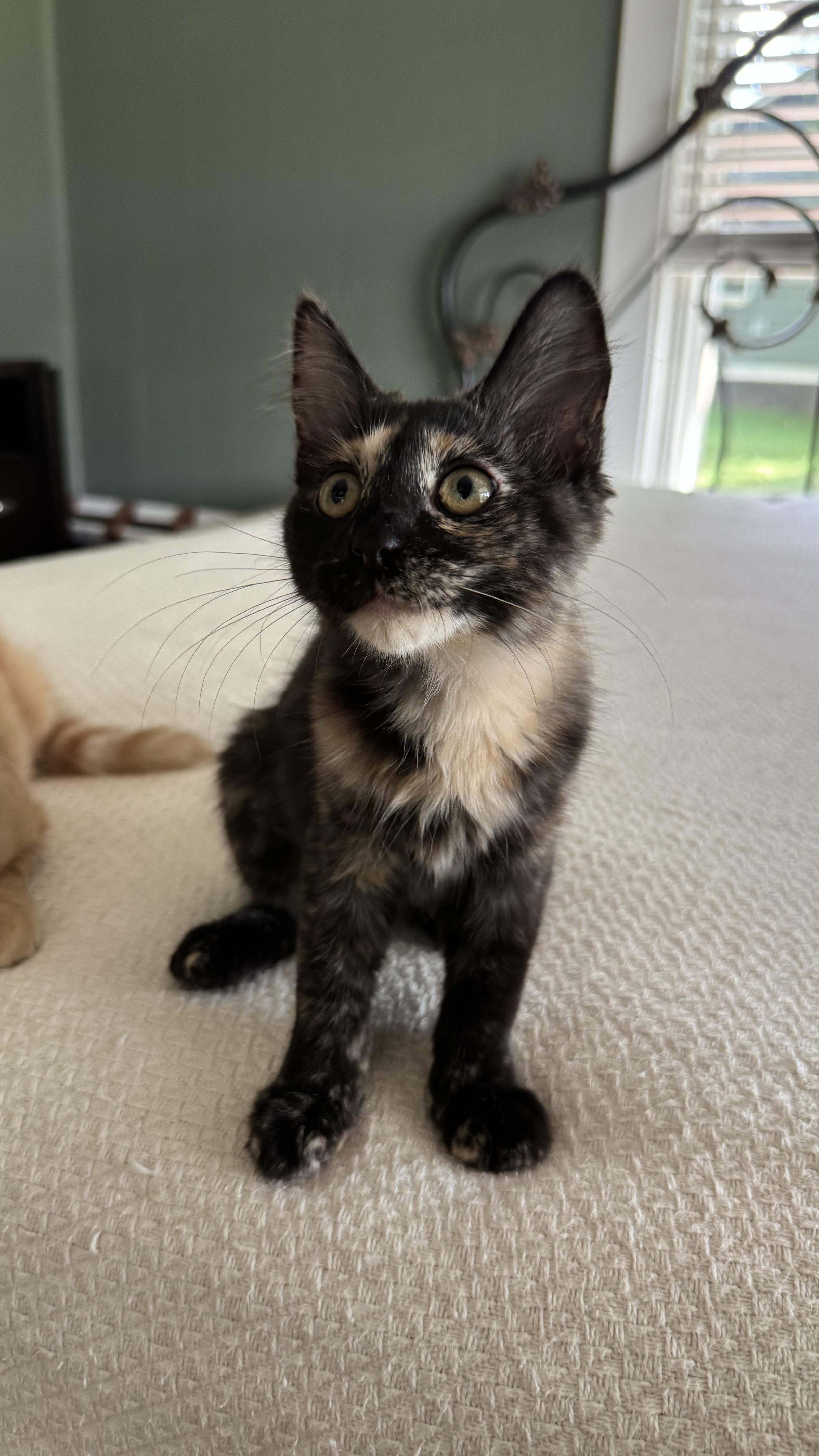 A baby small-sized female Tortoiseshell Domestic Short Hair cat named Slushie for adoption in Nashville, TN