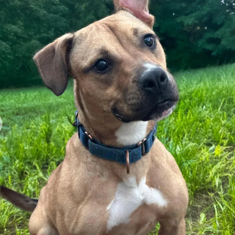 An adult medium-sized female Apricot / Beige American Staffordshire Terrier dog named Hattie for adoption in Fuquay Varina, NC