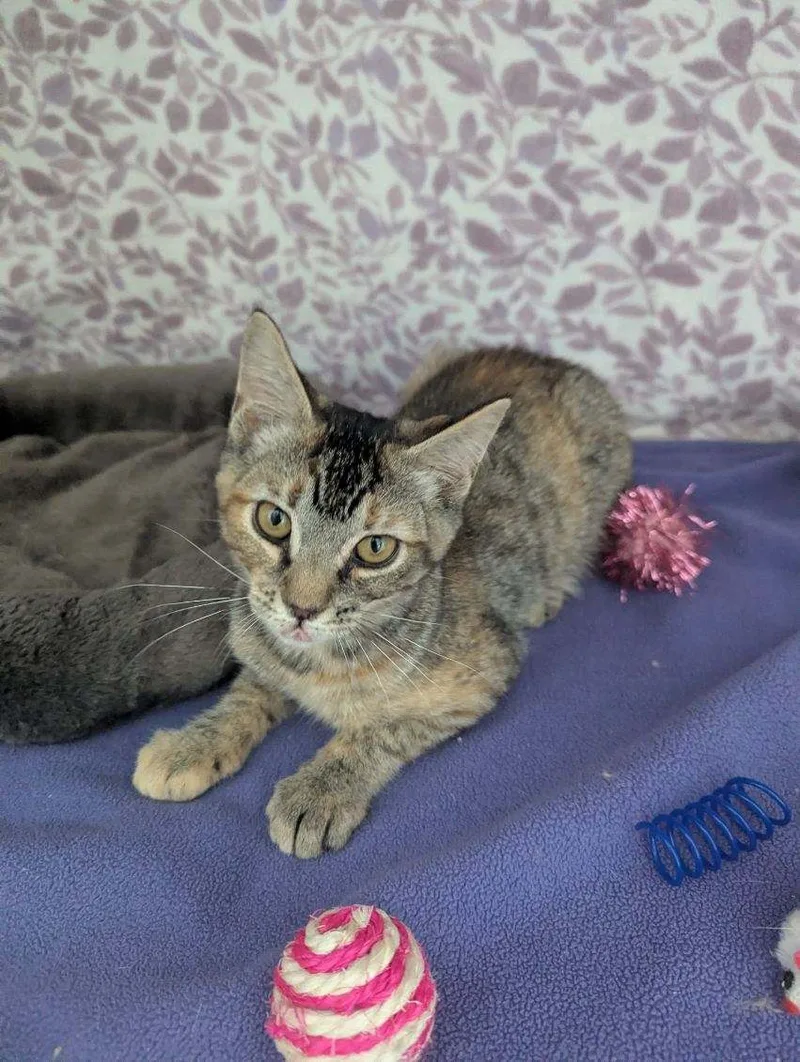 A baby small-sized female Brown Tabby cat named Orion for adoption